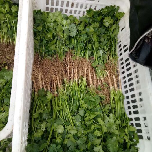 唐山 唐山丰南香菜