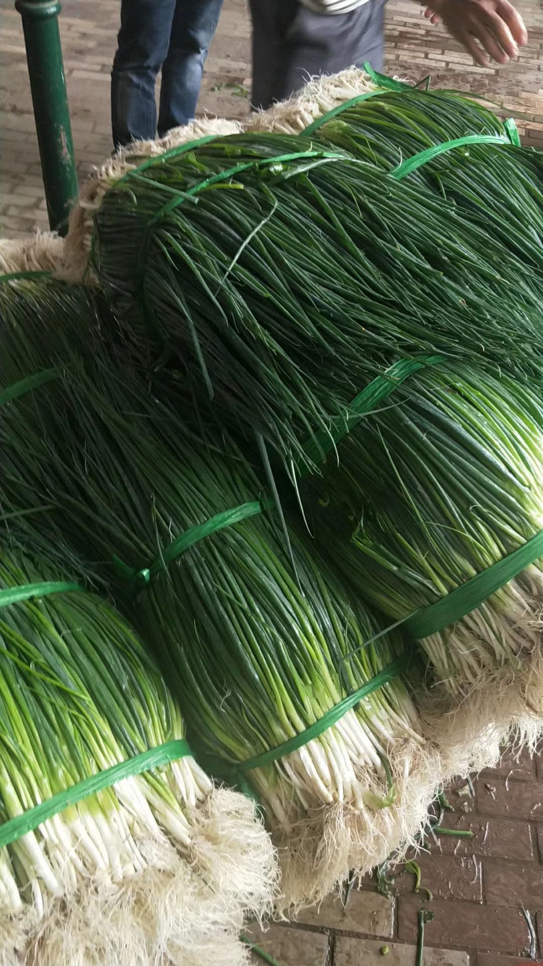 四季葱 大量上市欢迎订货