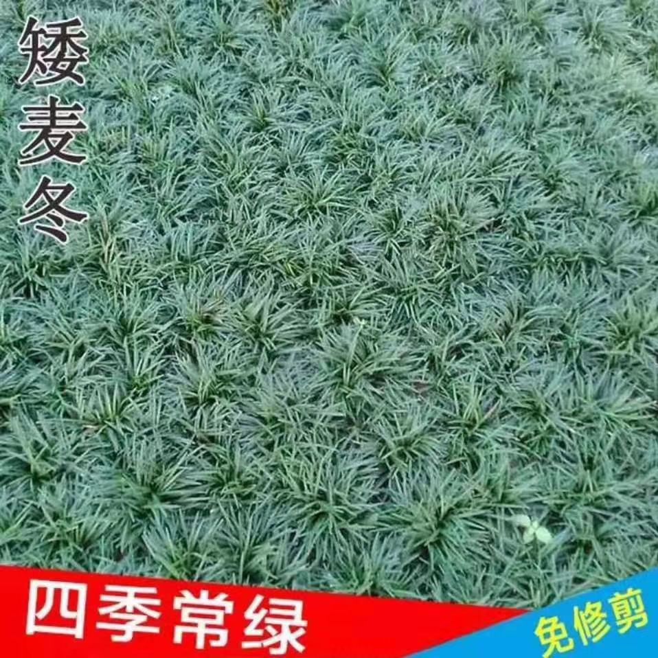 玉龙草矮麦冬基地直销沙土苗，叶面青绿根须发达 适应性强