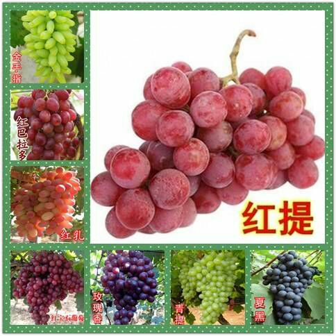 新沂市 葡萄种子提子多个品种可选四季易种蔬菜水果种子阳台庭院植物盆