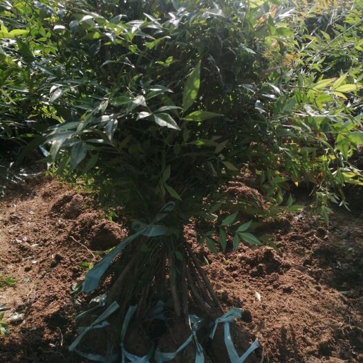 宜兴市南天竹 请各位需要的老板联系我