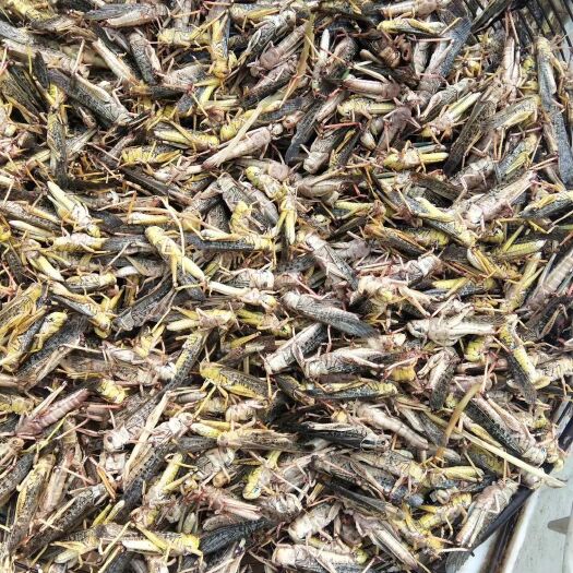 新乐市东亚飞蝗 吃绿色健康食品祝您飞蝗腾达展翅高飞
