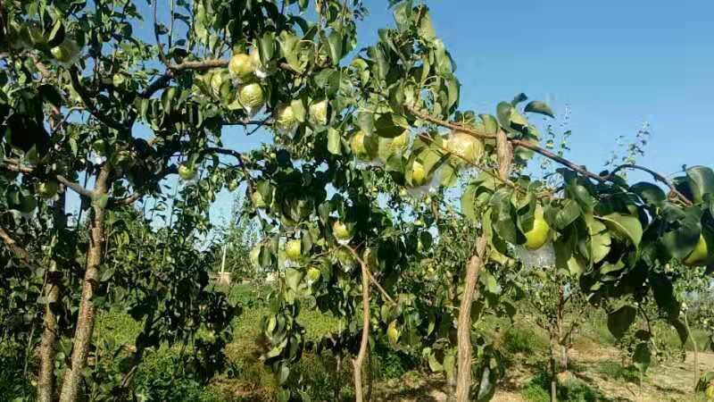  本人是农业种植户有大量玉露香梨500亩地，有需要的老板联