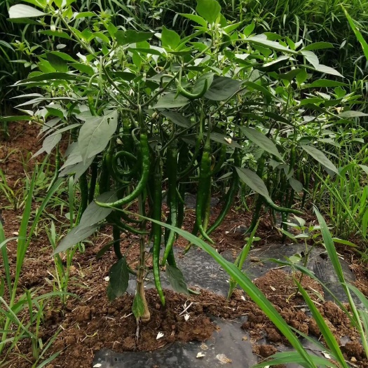 金阳县小米椒 有10万多近的产量，价格便宜