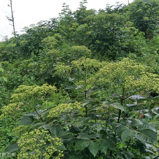 锦屏县 吴茱萸干货