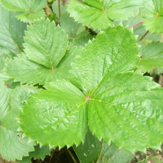 辉县市甜宝草莓苗 北新生态园，瓜果菜安全。安全瓜果菜，吃出健康来。