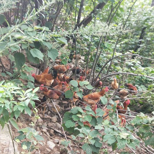 平阳县 高品质高山散养本土鸡