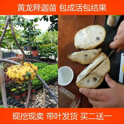 灵山县燕窝火龙果苗  黄龙果苗 黄龙释迦苗 果南北方庭院树苗盆栽 嫁接苗结果快 番