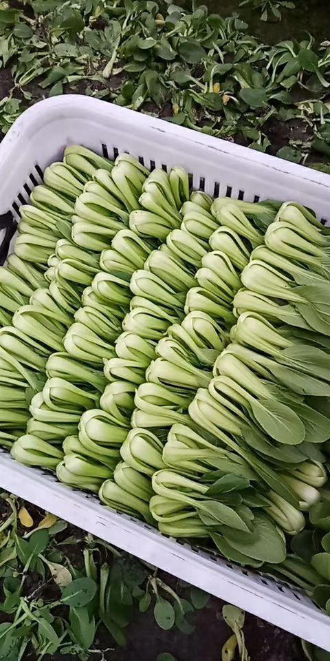 成都欣皇小白菜 长期出各种叶菜