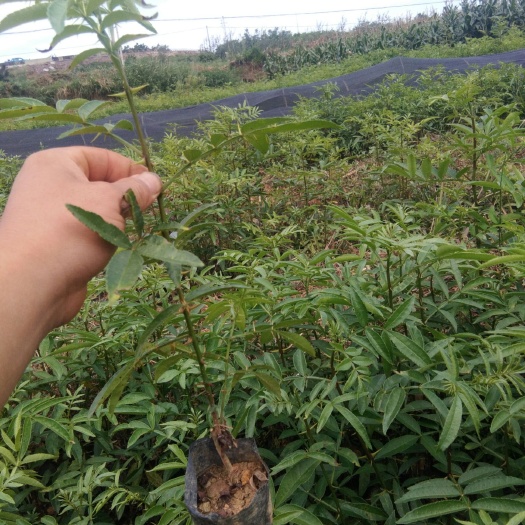 昭通青花椒苗 成活率高，量大从优