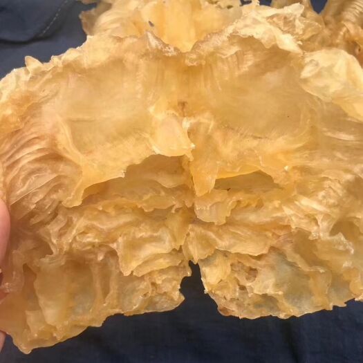 广州 15头赤鱼胶老胶花胶鱼胶鱼鳔干货孕妇滋补品