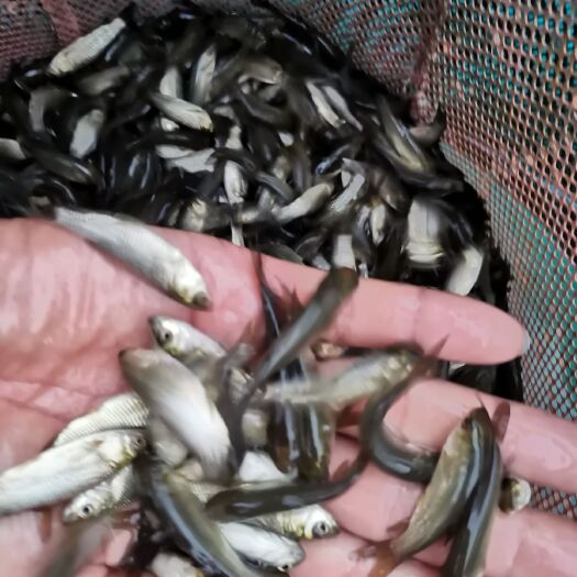 四会市草鱼苗 大量出售，草鲩5-6-7公分