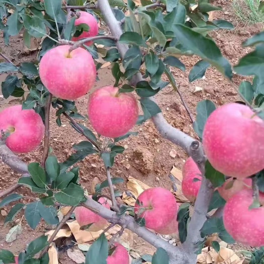绥中县 大量嘎啦苹果已经成熟