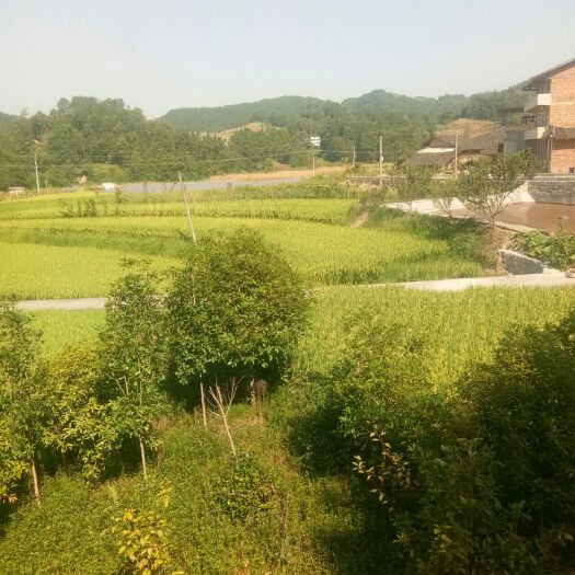 重庆市 桂花树，便宜卖了。