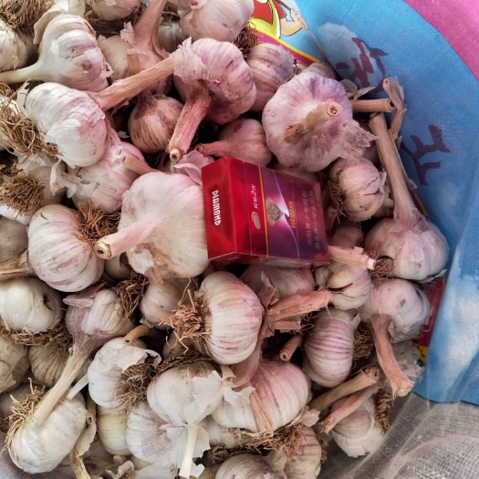 大名县紫皮大蒜 混级统货 多瓣蒜