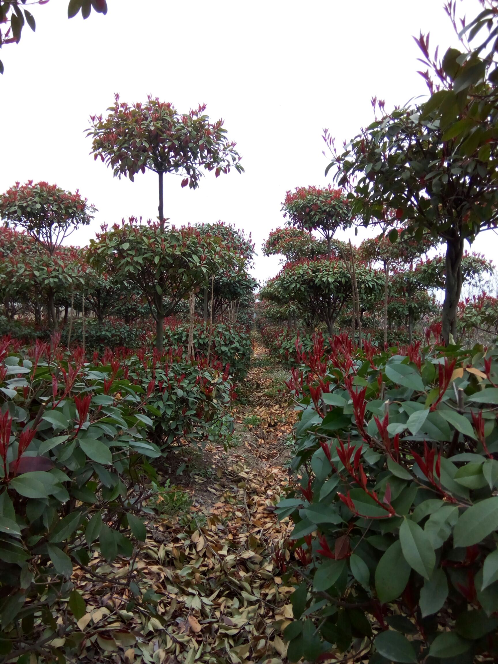 小叶女贞造型树 