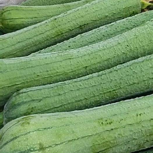夹江县鲜花丝瓜 志强农业精品蔬菜有限公司