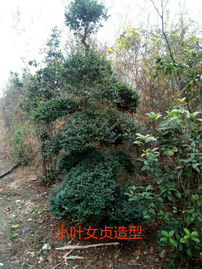 小叶女贞造型树 