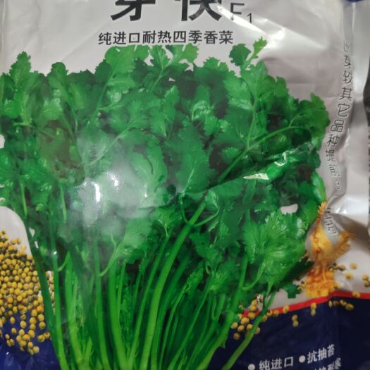 济南香菜种子 纯抗抽苔耐热耐寒四季大叶香菜