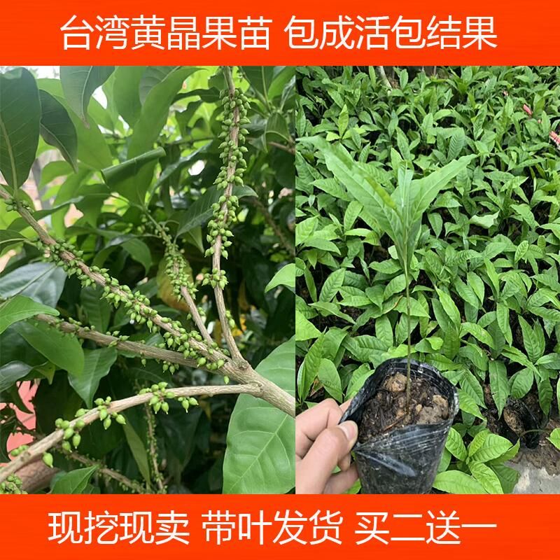 黃晶果苗 四季黃金果樹苗 果南方種植加蜜蛋黃果樹苗