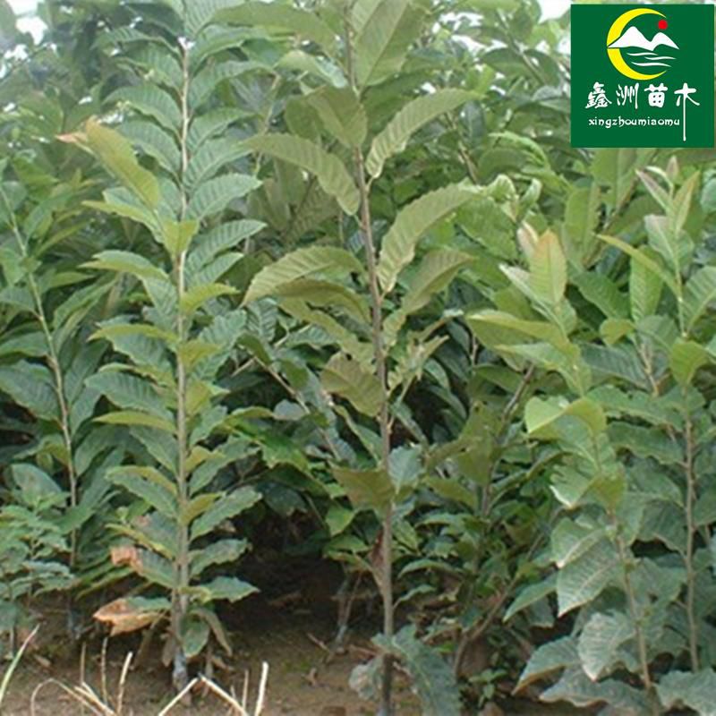 大红袍板栗苗  嫁接果树苗板粟苗大红袍