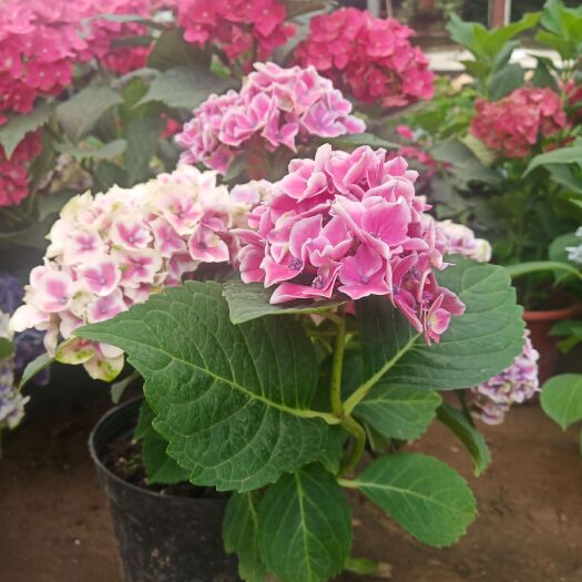 沭阳县 绣球花苗八仙绣球无尽夏，花色齐全，包对版