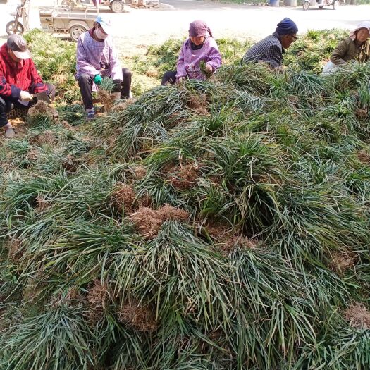 曹县 麦冬草丹麦草麦冬绿化草草坪