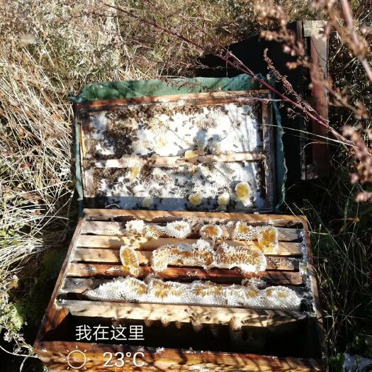普格县 高山土蜂蜜