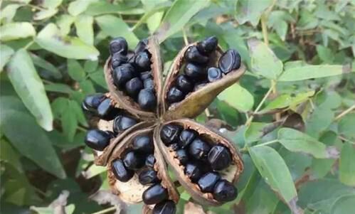  牡丹籽 自家种植 质优