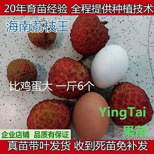 灵山县无核荔枝苗   荔枝果树苗荔枝王嫁接苗无核荔枝盆栽地栽南北果树荔枝苗