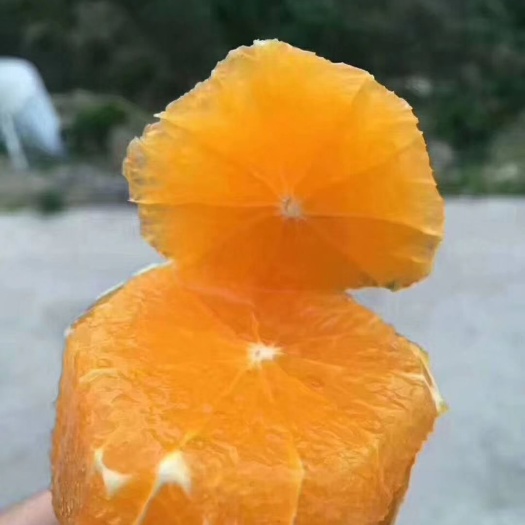 秭归县 金品宜昌秭归夏橙，各种规格的都有