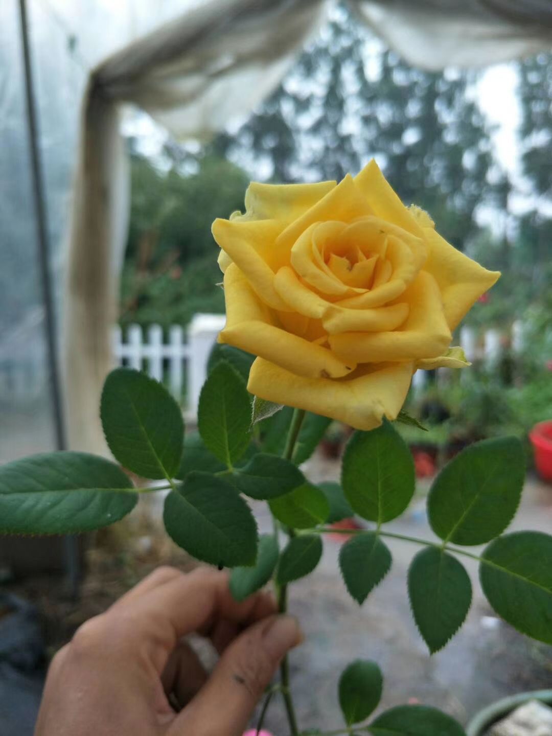 浓香大花月季四季爬藤庭院盆栽月季