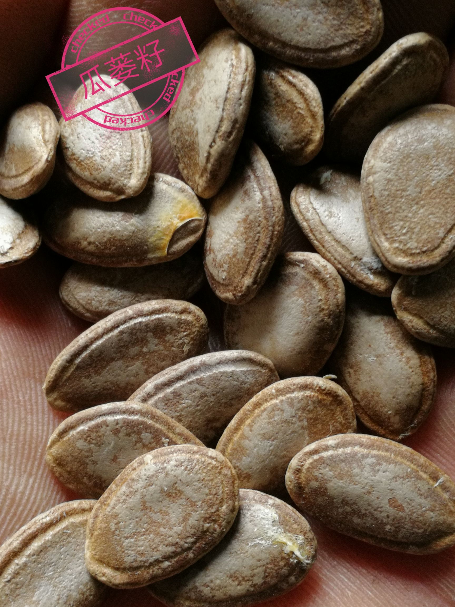 瓜蒌籽  吊瓜子 、精挑细选、长年供应、质保价优！