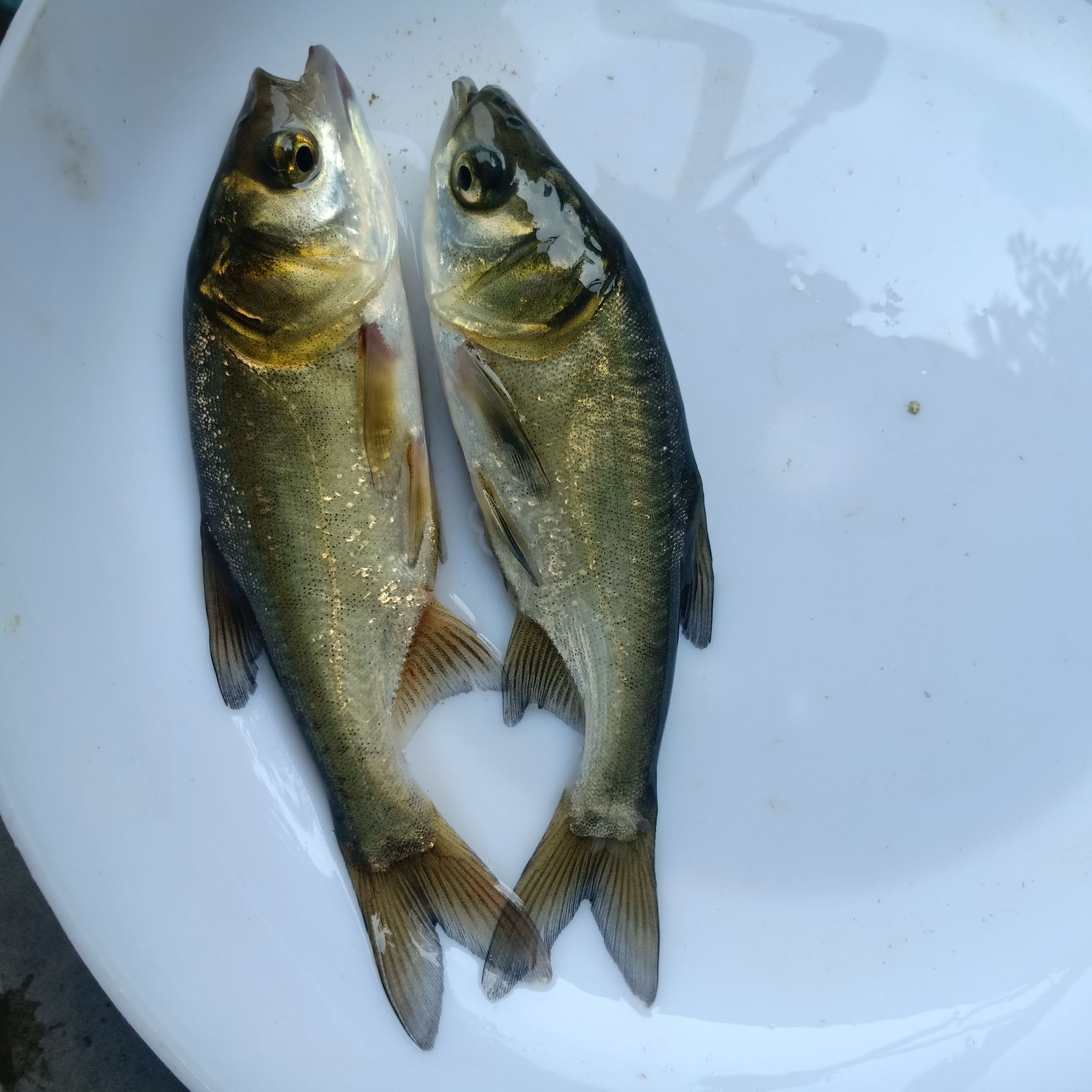 鰱魚(yú)苗  花蓮魚(yú)苗 鳙魚(yú)苗 大頭魚(yú)