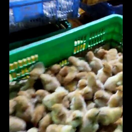 深圳 三黄鸡苗