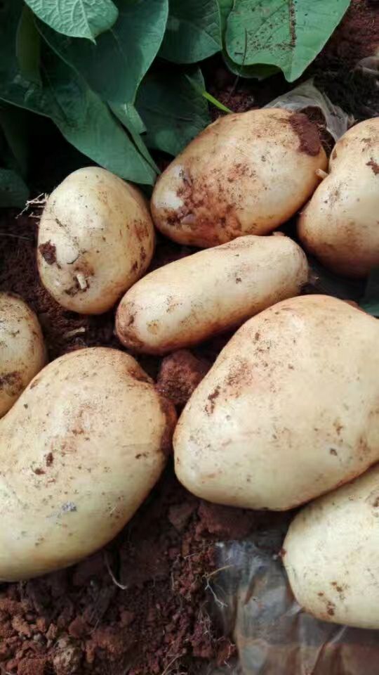  丽薯6号土豆种薯