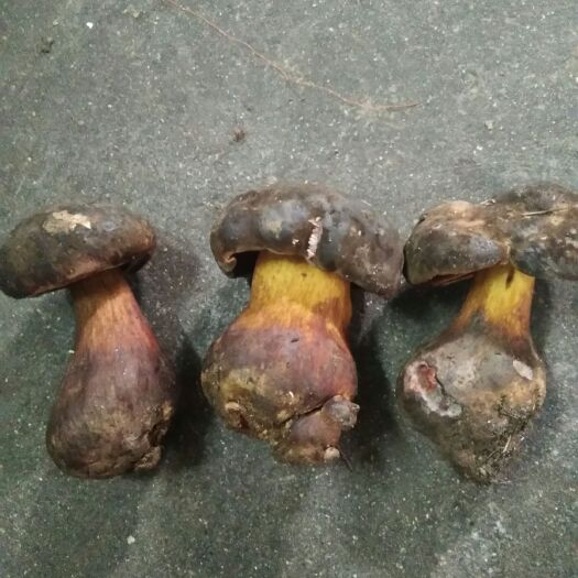 梁河县 干草果