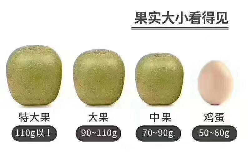 芦山县红心猕猴桃 量大从优