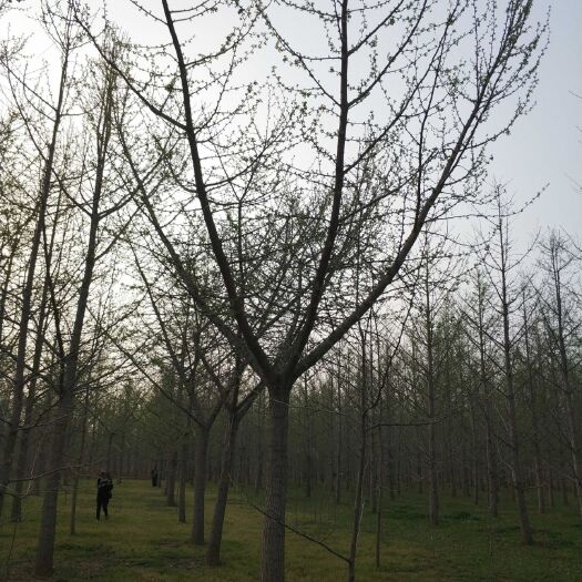 银杏嫁接树  银杏树嫁接树，银杏嫁接苗，三分枝嫁接树，四分枝