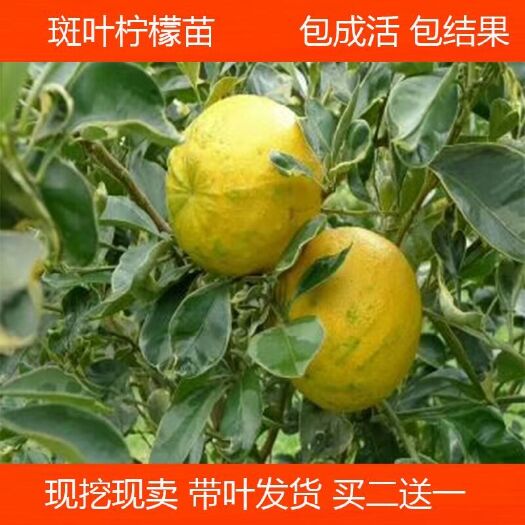 灵山县北京柠檬苗   柠檬苗新品热卖尤力克斑叶柠檬树四季结果 柠檬树苗 嫁接苗果