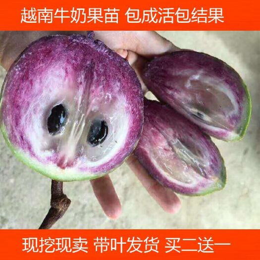 灵山县越南牛奶果苗 牛奶果树苗 庭院种植 青皮紫皮 南方水果树苗