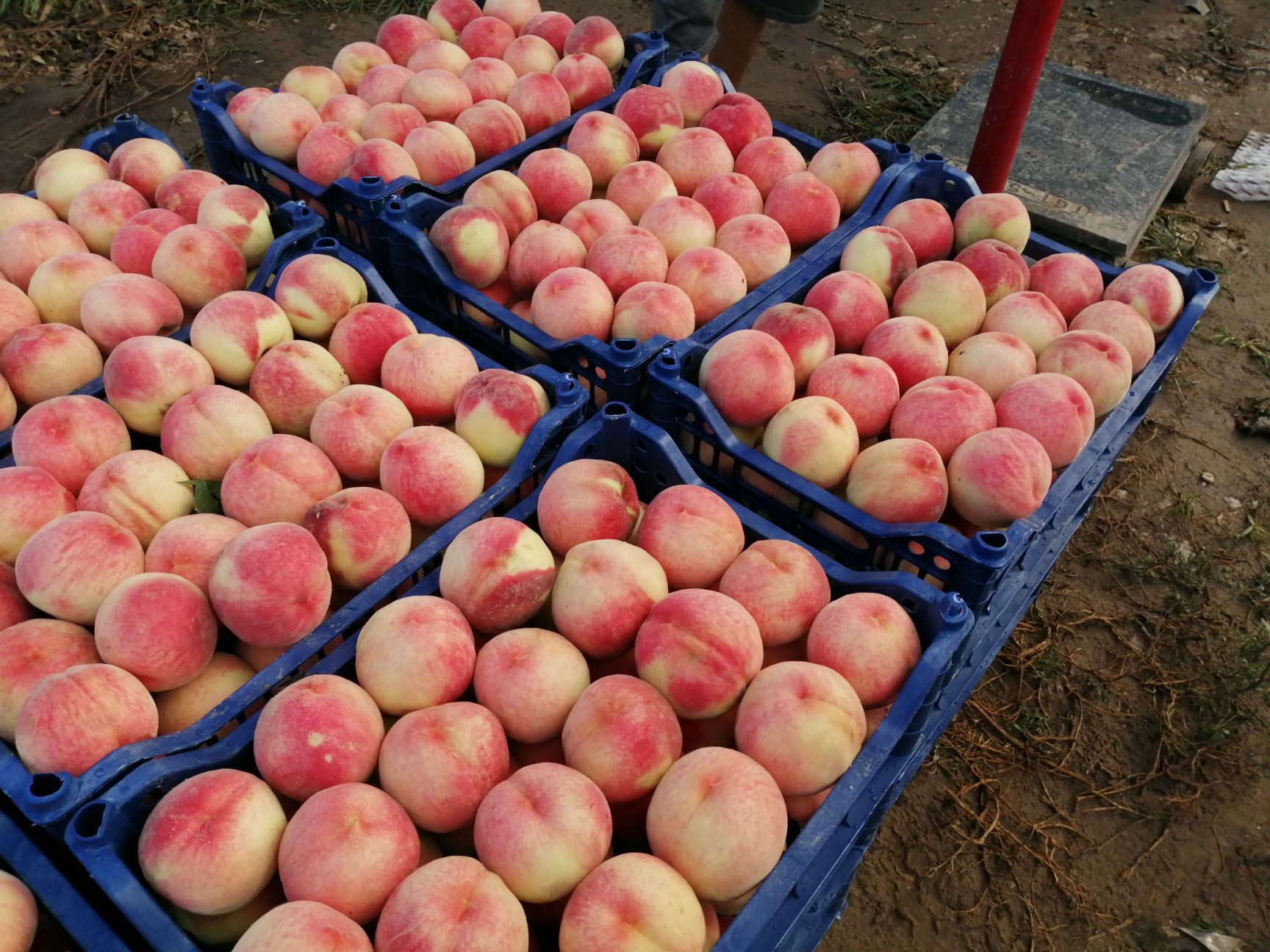 绿化九毛桃 颜色好，硬度大，口感甜