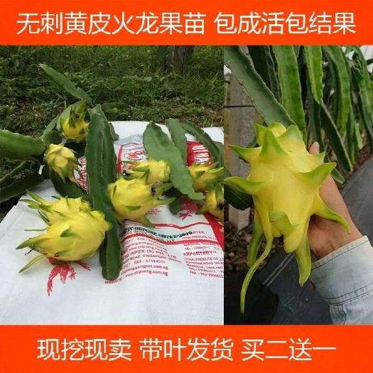 灵山县 燕窝火龙果苗 黄龙果苗 麒麟果苗 红肉火龙果 无刺火龙果