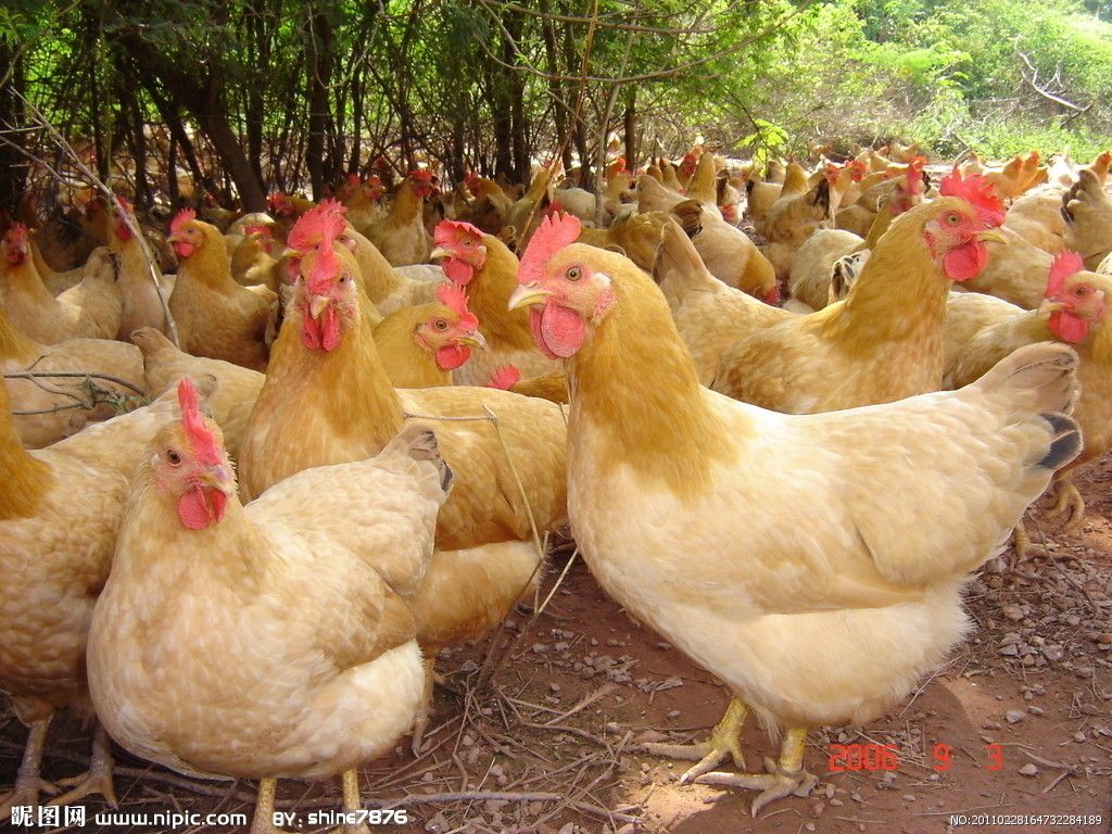  灵山土鸡  青脚土鸡  海南鸡  三黄鸡  乌鸡