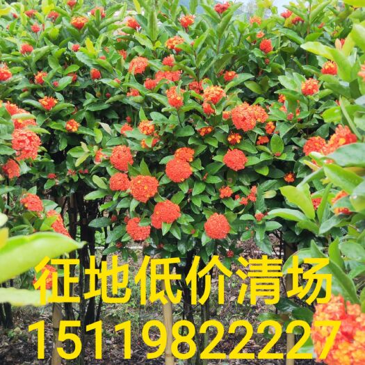 德庆县龙船花 征地清场处理