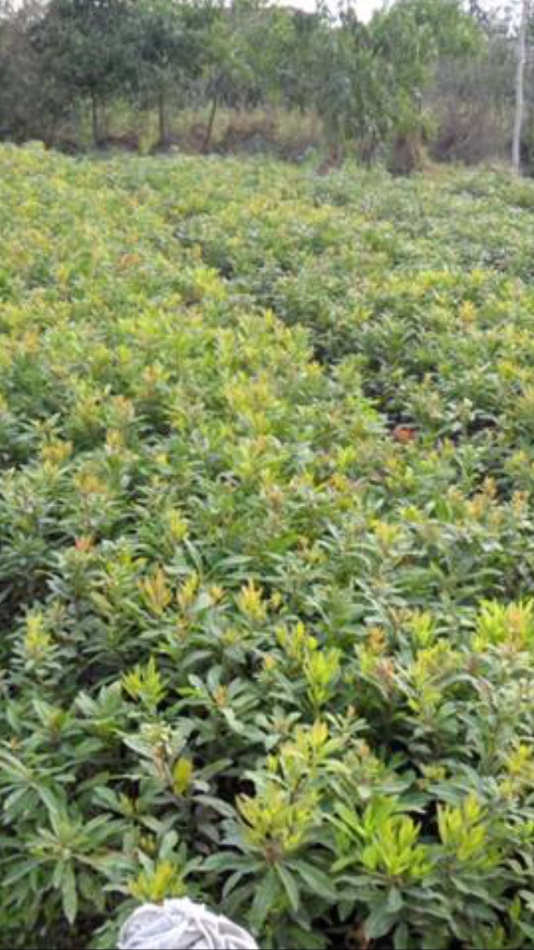 大黑炭杨梅树苗 黑炭杨梅苗嫁接一年苗