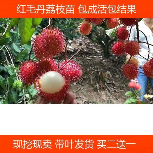 荔枝王苗   泰国红毛丹树苗嫁接 荔枝苗 荔枝苗 无核荔枝苗 桂味 妃子