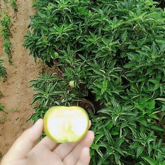 平邑县苹果盆栽 苹果树【平安树】保证每棵结果，果子酸甜可口，高度30－50