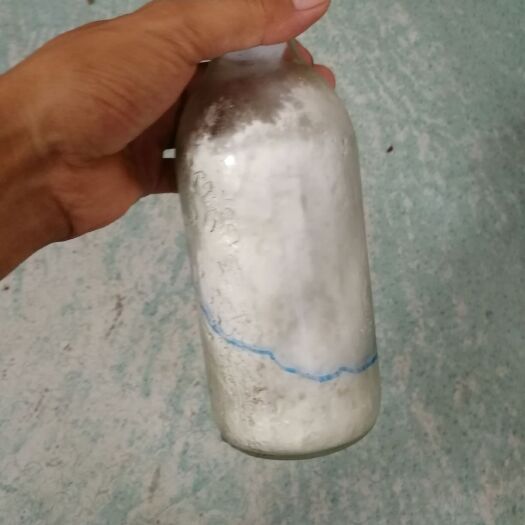 洛阳平菇菌种 平菇枝条菌种