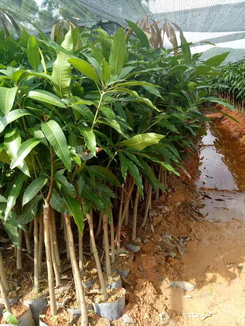 桂七芒果苗 桂七芒果嫁接苗